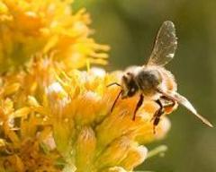 EU bans three pesticides harmful to bees