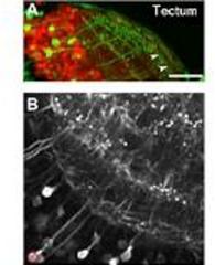 Researchers analyse the hunting behaviour of fish larvae in virtual reality