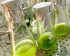 European and US Cellulase Patents granted to Direvo Industrial Biotechnology